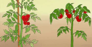 11 astuces pour que vos tomates poussent parfaitement