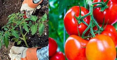 13 Astuces Pour Faire Pousser Plus de Tomates, Plus Grosses et Plus Savoureuses.