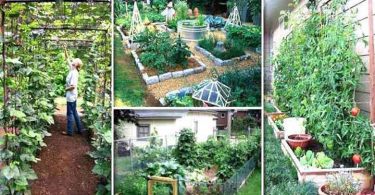 23 Astuces de Maraîcher Pour Réussir Son Premier Potager.