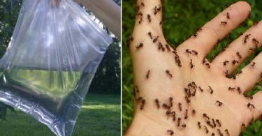 6 Manières Simples pour se Débarrasser des Insectes dans la Maison