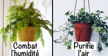 9 plantes d’intérieur pour améliorer l’air de votre maison