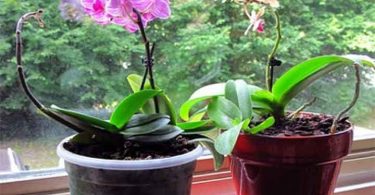 Comment soigner une orchidée !?