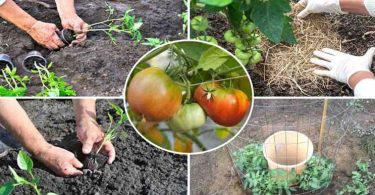 LES TOMATES COMMENT FAIRE POUSSER ENTRE 15 ET 30 KILOS PAR PIED, 10 ÉTAPES SIMPLES