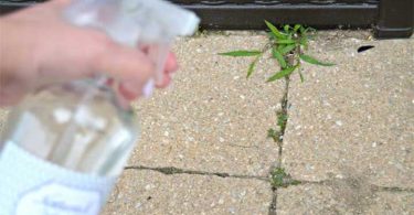 Le Désherbant Maison Prêt en 2 Min Que les Mauvaises Herbes DÉTESTENT !
