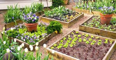 Les 7 Erreurs à Éviter Pour Réussir Votre Carré Potager Dès Le Premier Coup !