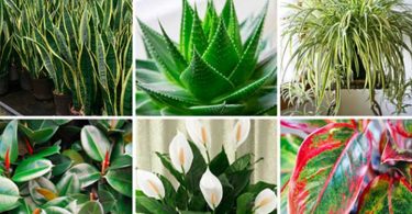 Mettez au moins une de ces 6 plantes dans votre maison pour purifier l’air et éliminer les toxines