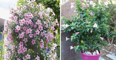 Que faire d’un dipladénia en hiver ?