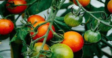 TOMATES : 7 ENGRAIS NATURELS À ENFOUIR DANS LE SOL POUR RÉUSSIR SES PLANTS