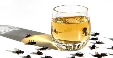 Une ancienne astuce qui élimine les mouches et les cafards de la maison