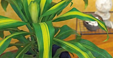 Plantes Qui S’affaiblissent ? Voici l’Astuce Pour Leur Redonner des Forces.