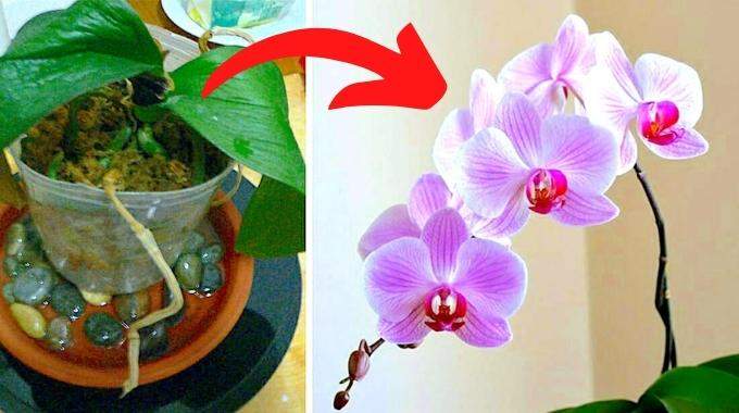 Mes 7 Secrets Pour Faire Refleurir une Orchidée à Tous les Coups.